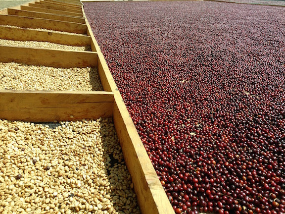 Drying Coffee