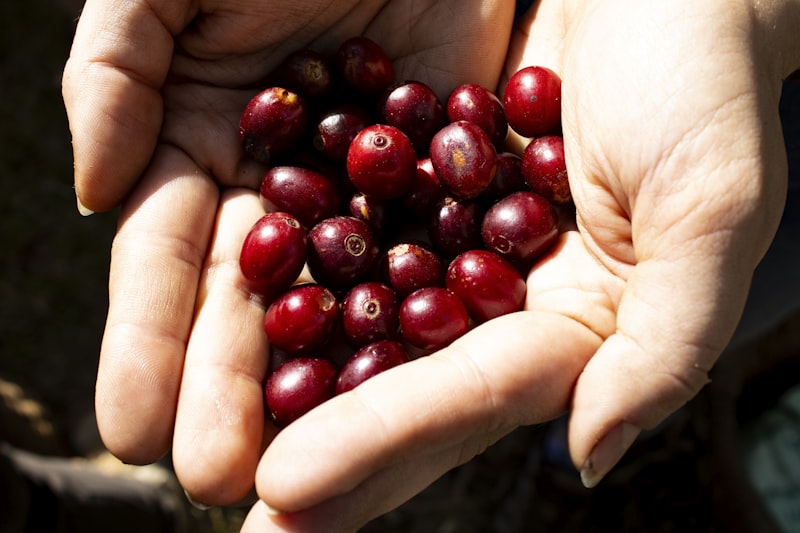 Coffee Cherries